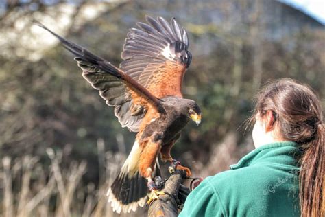 Birds of Prey Centre takes flight for another season